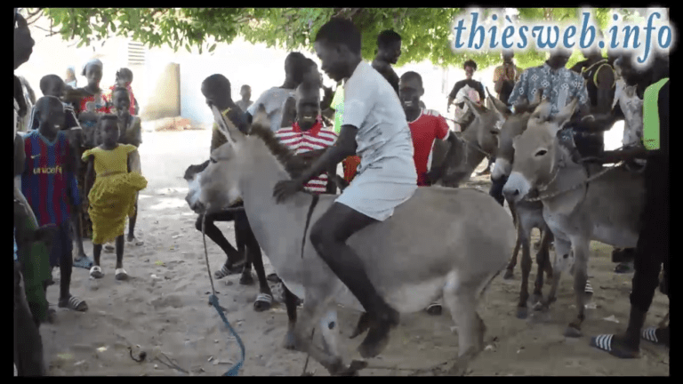 Course Mbam à Thiès, Un évènement majeur  dans les villages environnants